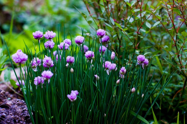 Close-up of pink flowering plants