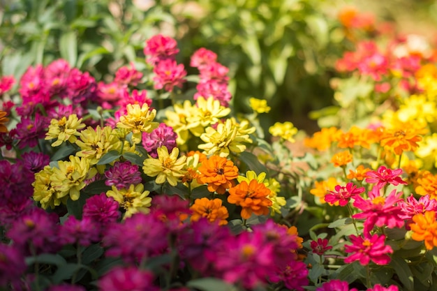 Close-up of pink flowering plants