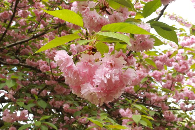 Close-up of pink flowers blooming on tree