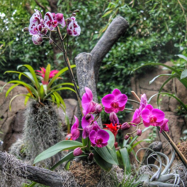 Close-up of pink flowers blooming on tree