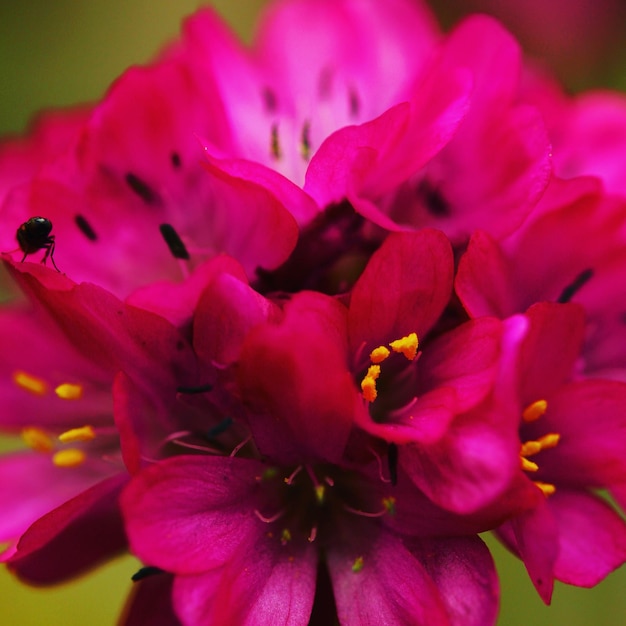 Photo close-up of pink flowers