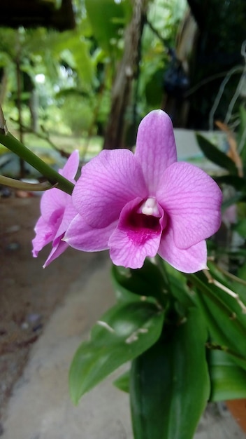 Close-up of pink flowers