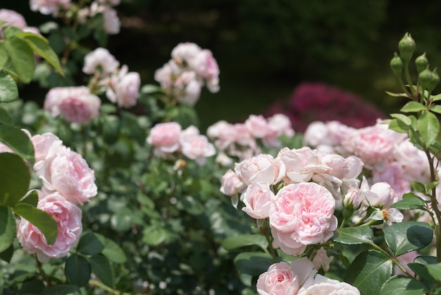 Close-up of pink flowers