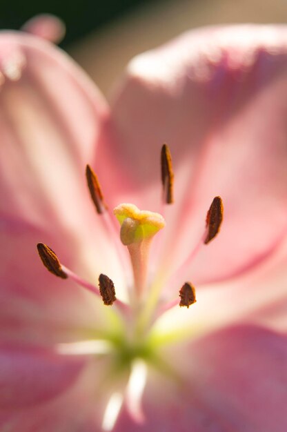 Photo close-up of pink flowers