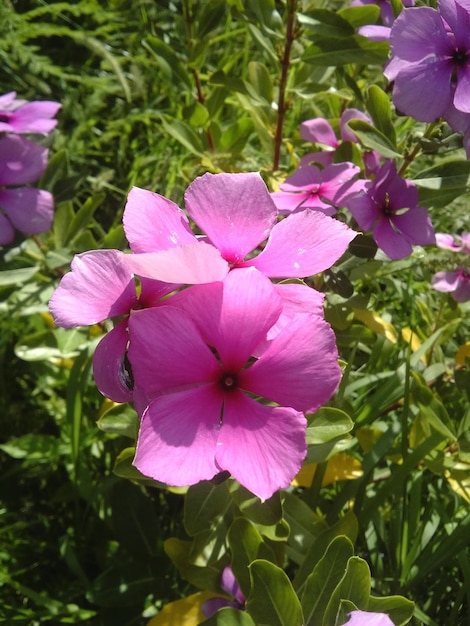 Close-up of pink flowers