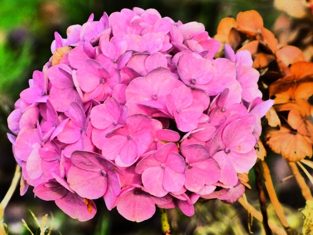 Close-up of pink flowers