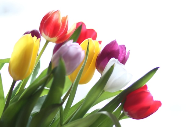 Close-up of pink flowers