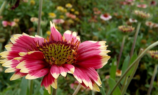 Close-up of pink flowers