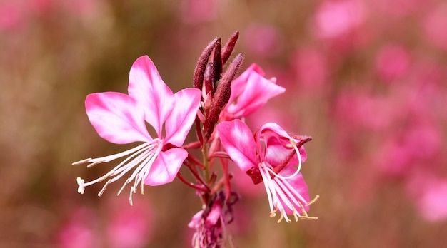 close up of pink Gaura Whirling Butterflies flowers