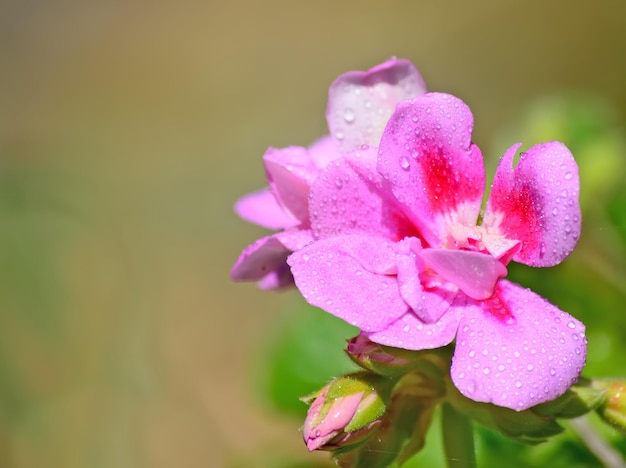 Close up of a pink geranium in a green park