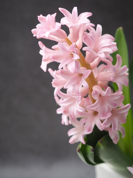 A close up of a pink hyacinth flower with the leaves on the right.