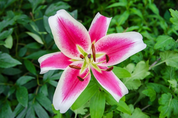 Close up of pink lily flower