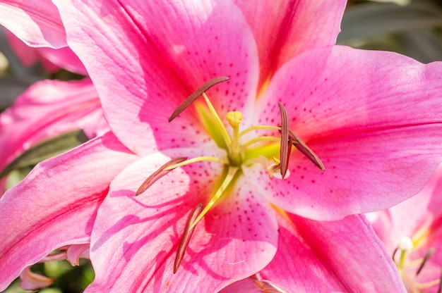 Close up of pink lily in the garden.