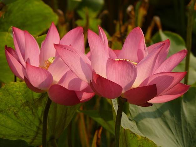 Close-up of pink lotus blooming outdoors