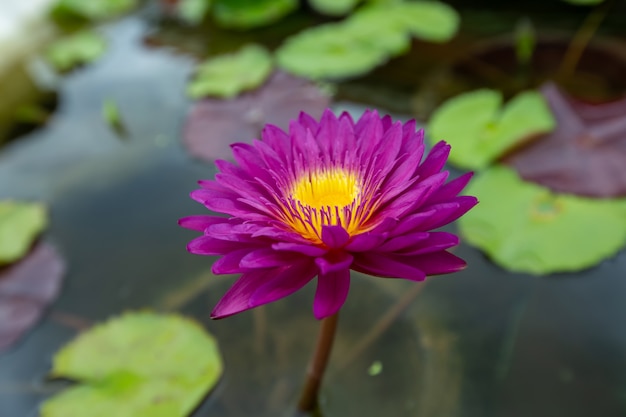 Close up pink lotus flower