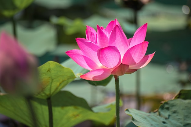 Close up Pink Lotus (Nelumbo nucifera Gaertn.) in the lake, colorful pink-white petals with green nature background