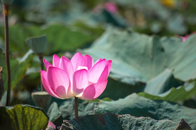 Close up Pink Lotus (Nelumbo nucifera Gaertn.) in the lake, colorful pink-white petals with green nature background