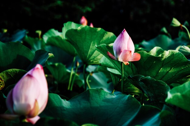 Close up Pink Lotus (Nelumbo nucifera Gaertn.) in the lake, colorful pink-white petals with green nature background