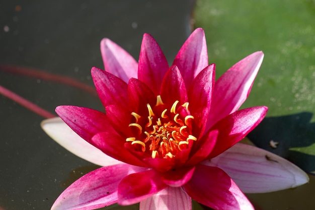 Photo close-up of pink lotus water lily in pond