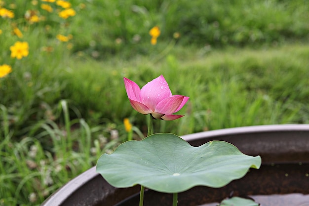 Close-up of pink lotus water lily