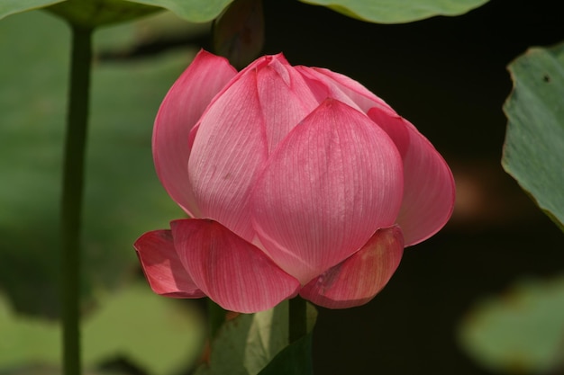 Close-up of pink lotus water lily