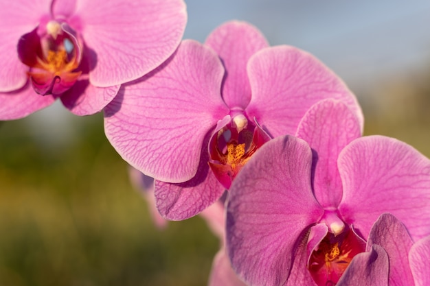 Close up of pink orchid flower in garden