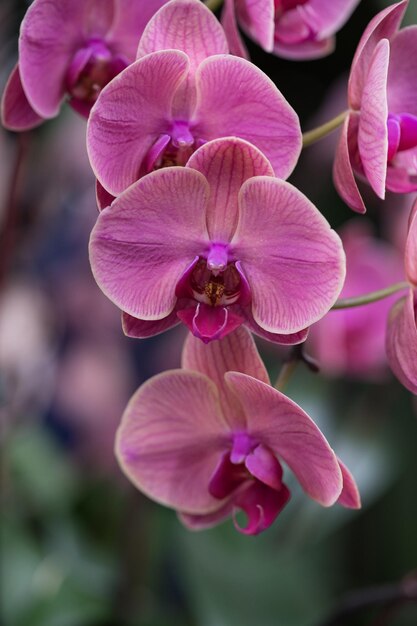 A close up of a pink orchid flower