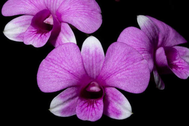 Close up of pink orchid flowers.