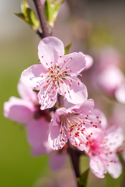 Close up of pink peach Blossom flowers on tree branch. Spring time.