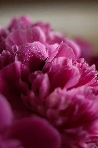 A close up of a pink peony flower