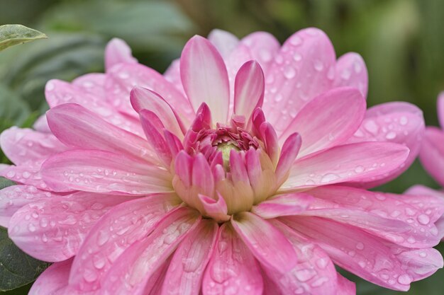 Close-up of a pink petal flower named Dalia.