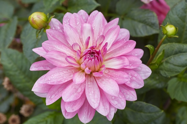 Close-up of a pink petal flower named Dalia.