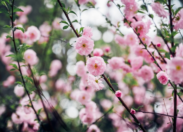 Close up pink plum flower blossom on tree in spring seasonal,natural background.dramtic tone filter.