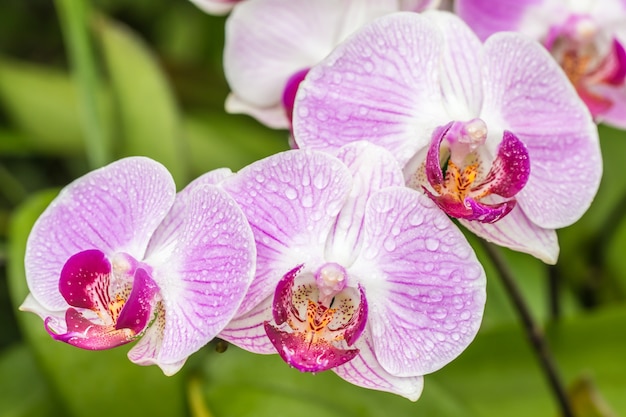 Close up of pink (purple) orchid, Phalaenopsis.