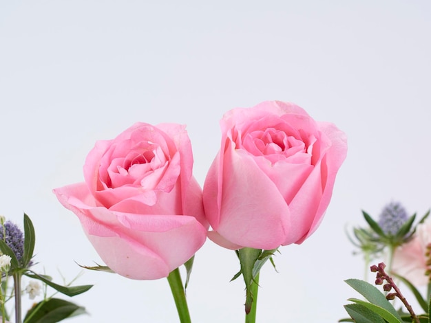 Close-up of pink rose against white background