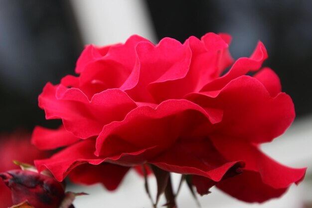 Close-up of pink rose blooming outdoors