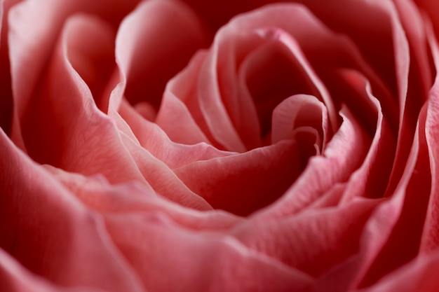 Close up pink rose flower Abstract background Macro Selective focus Soft focus