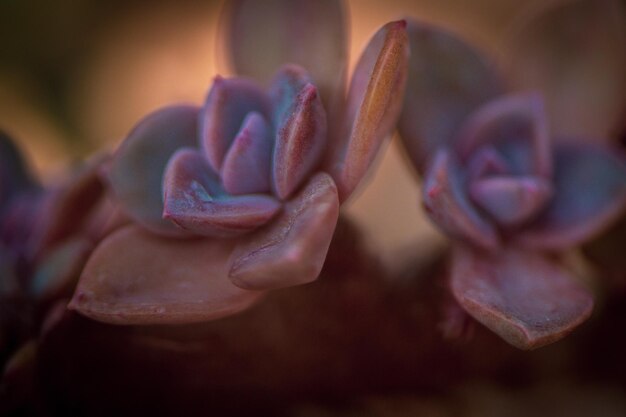 Photo close-up of pink rose flower