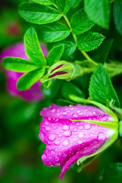 Close-up of pink rose plant