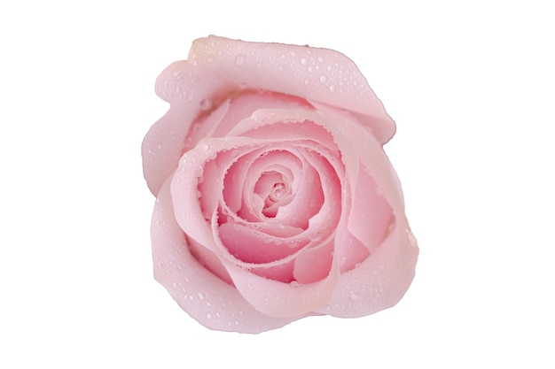 Close up of pink rose on white background isolate background