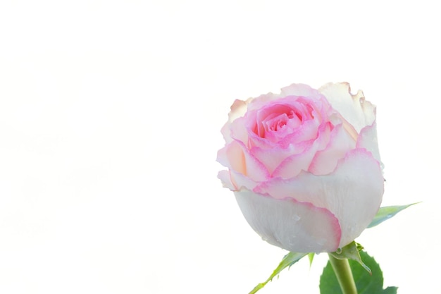 Close up of pink rose on white background soft filter