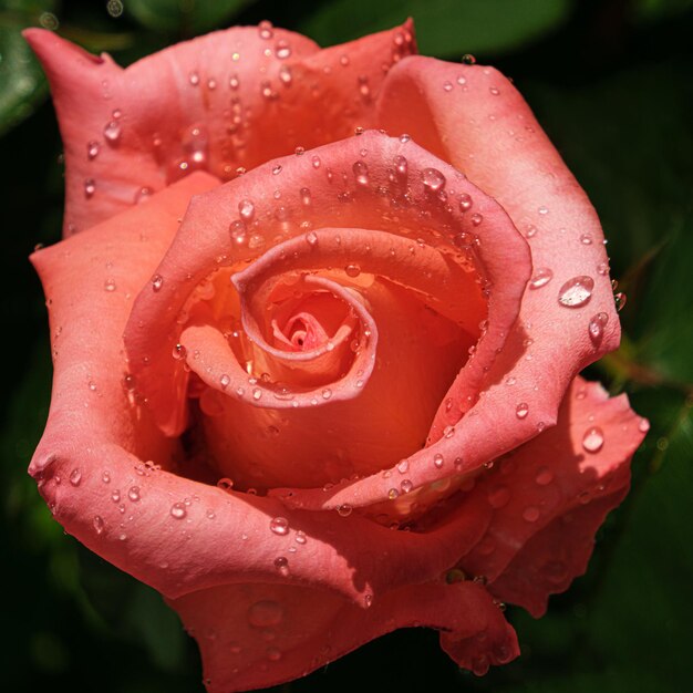 Close up of a pink rose with water drops