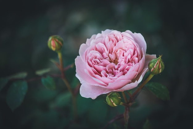 Close-up of pink rose