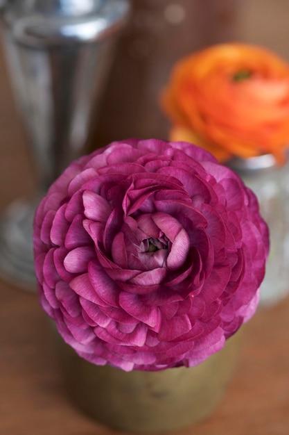 Close-up of pink rose