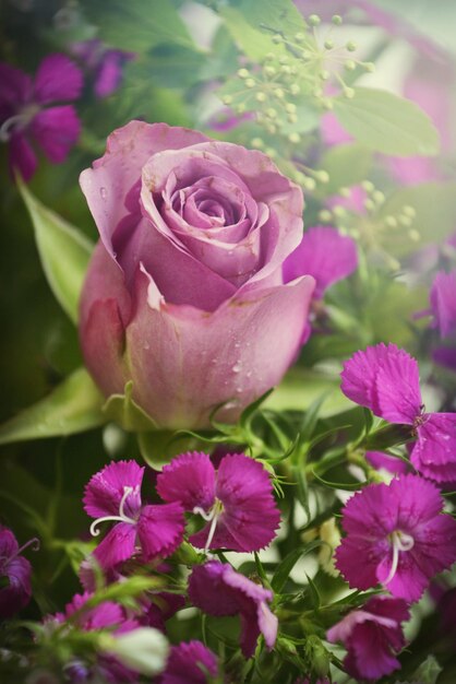 Close-up of pink rose