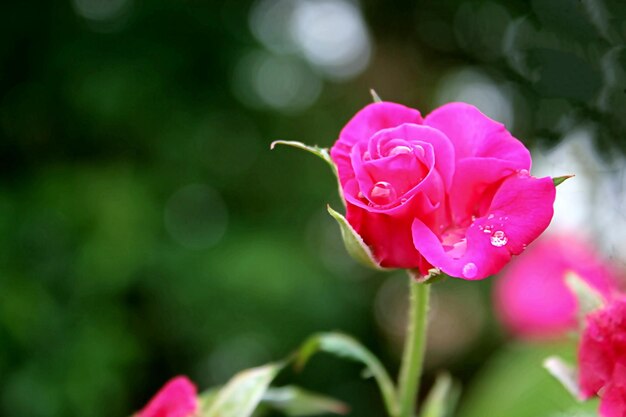 Close-up of pink rose