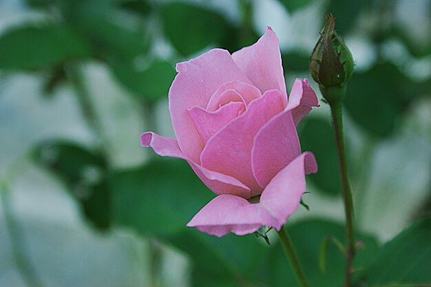 Photo close-up of pink rose