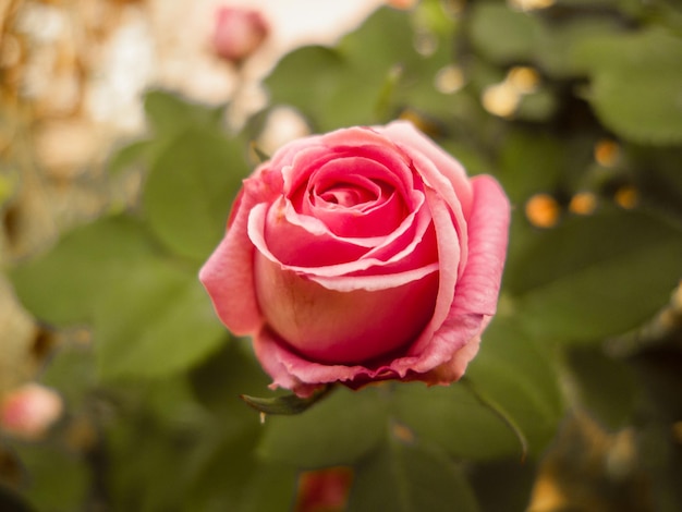 Photo close-up of pink rose