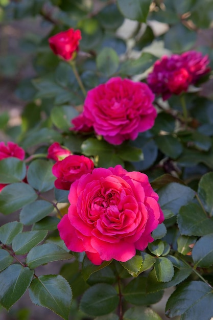 Close-up of pink rose