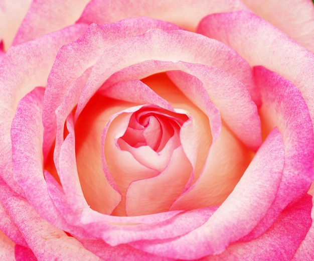 A close-up of a pink rose